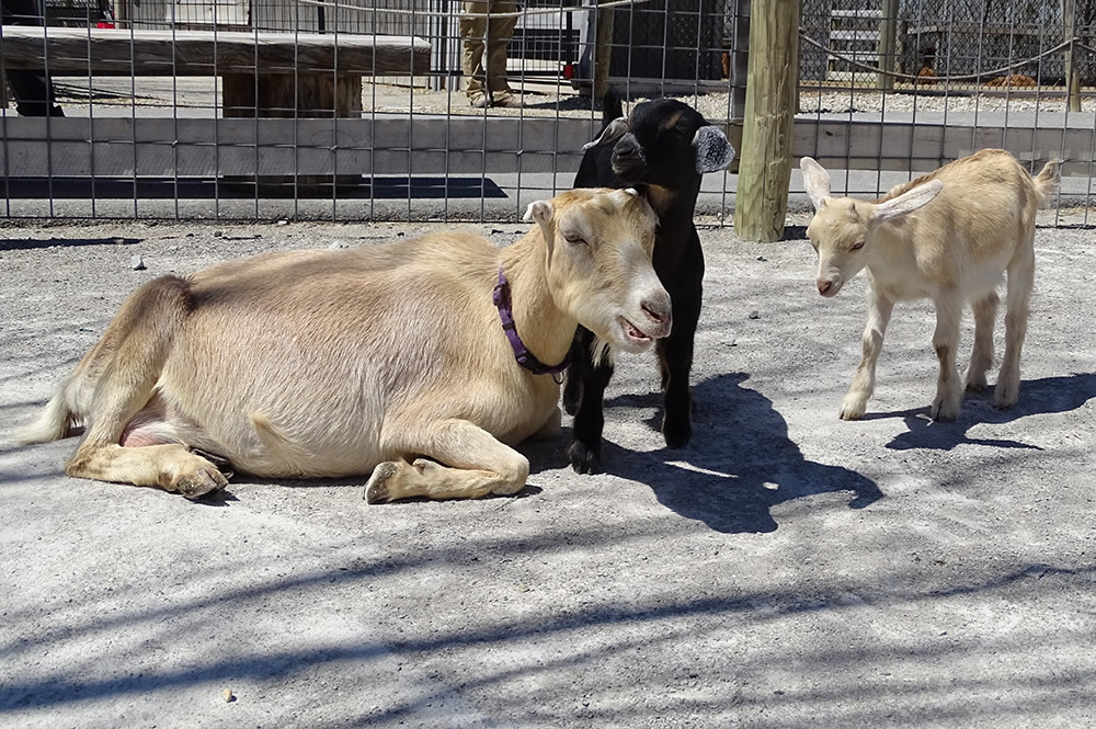 Manasseh the Goat with Kids