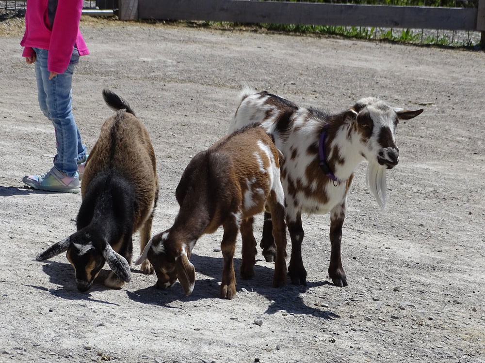 Momma Goat with Babies