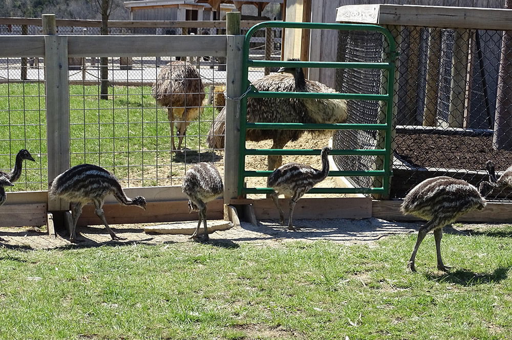 Mother Emu with Babies