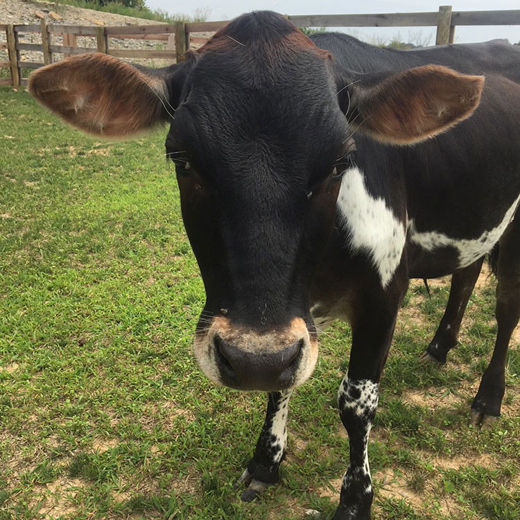 Moses the Miniature Steer