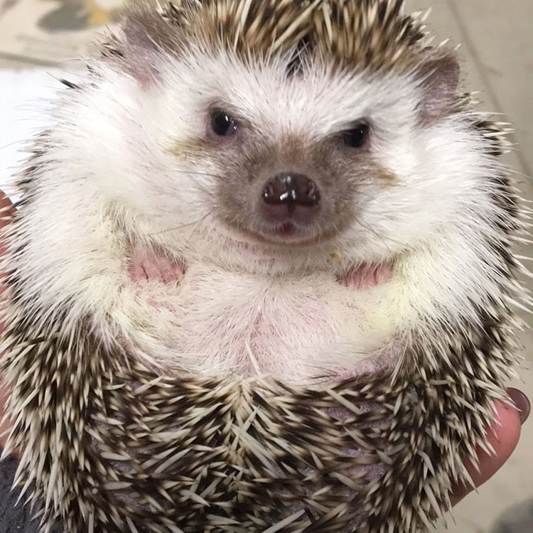 Priscilla the Hedgehog