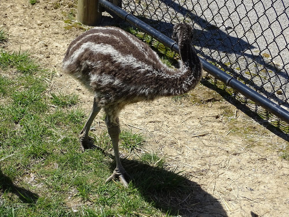 Baby Emu