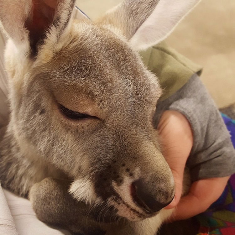 Rey the Kangaroo Joey