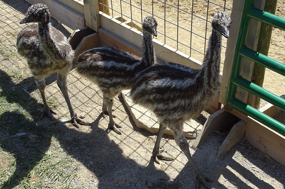 Trio of Baby Emus