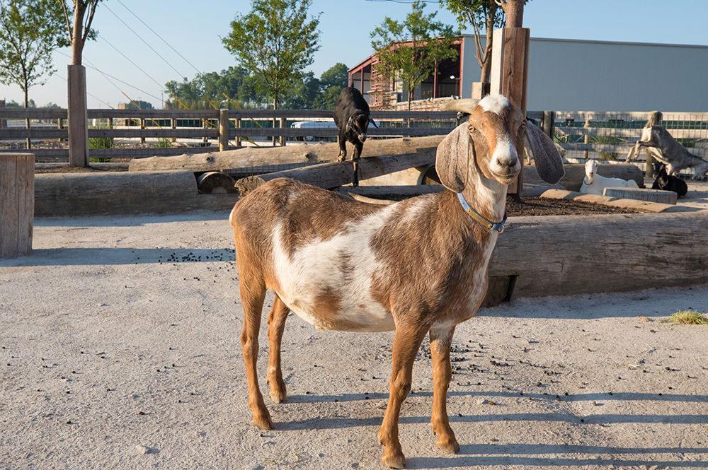 Ararat Ridge Zoo Goats