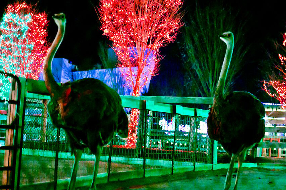 Ararat Ridge Zoo During ChristmasTime