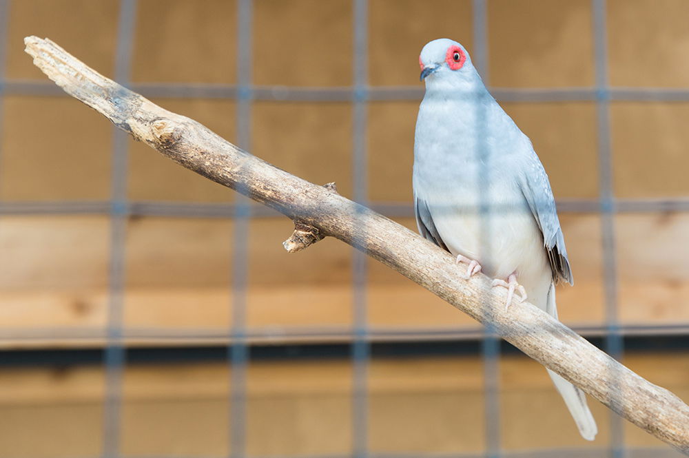 Live Animal Exhibit Bird