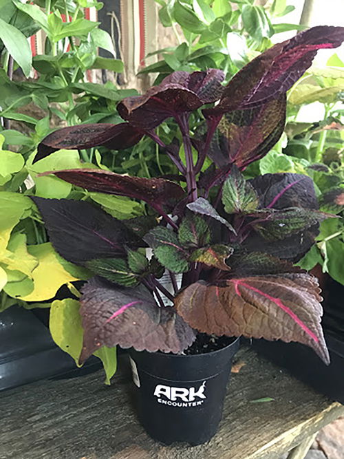 Ark Encounter Plants for Sale