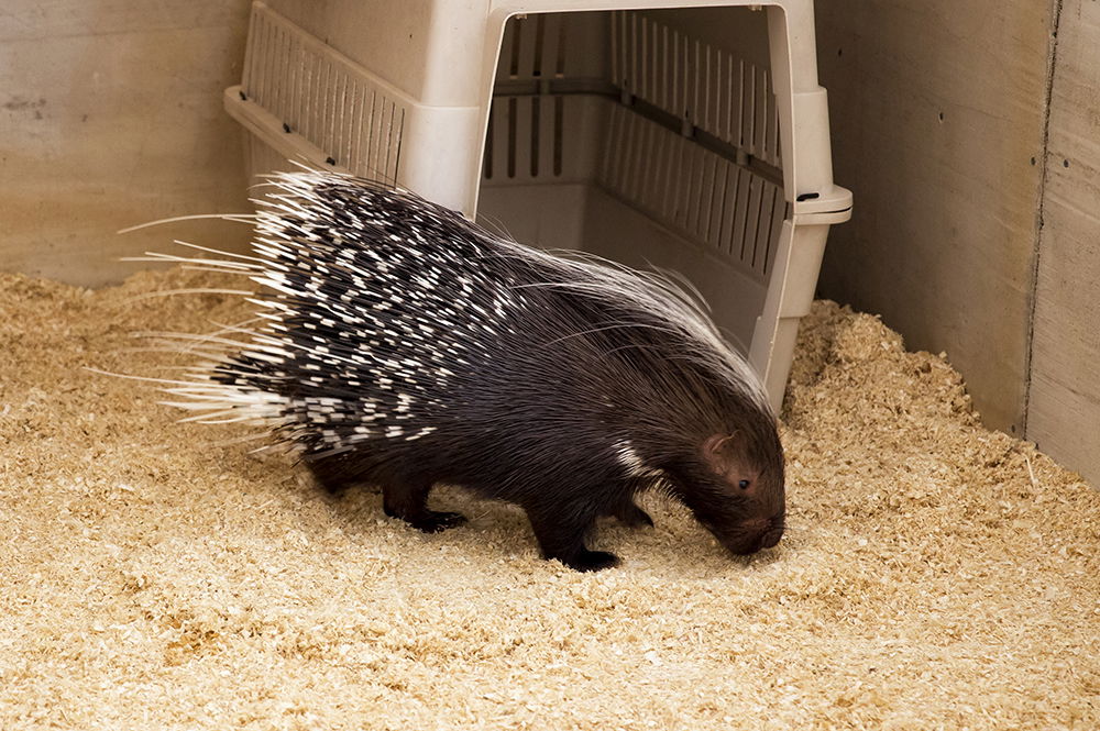 African Crested Porcupine