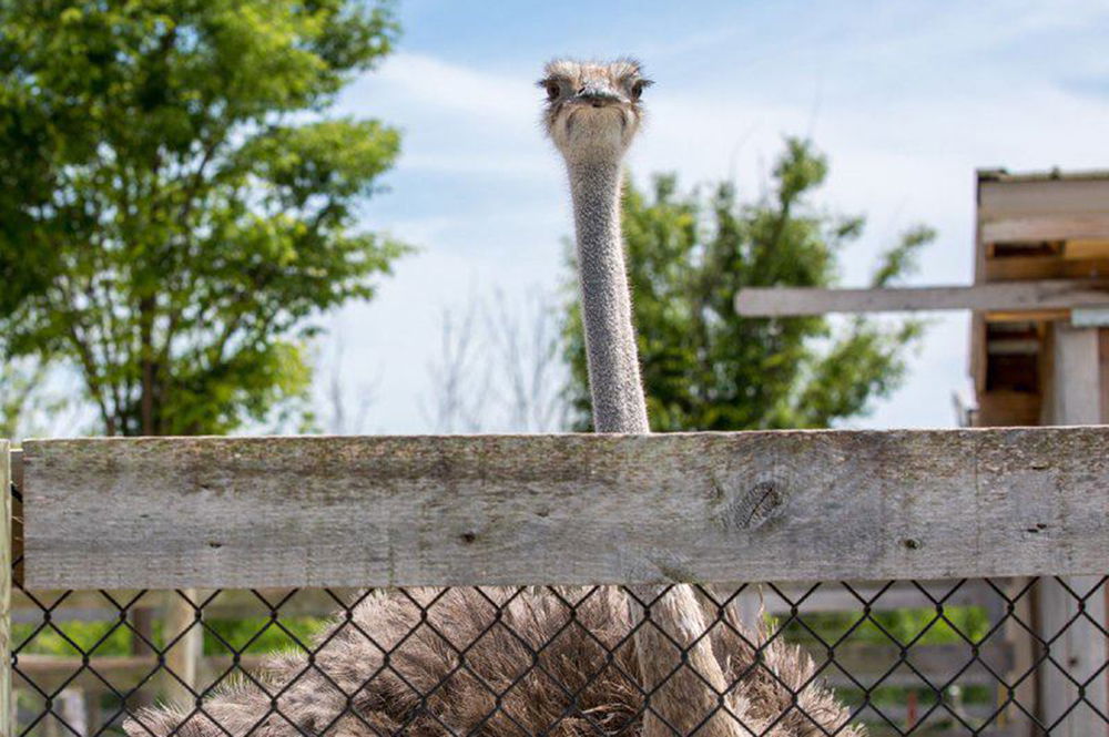 Ararat Ridge Zoo Ostrich