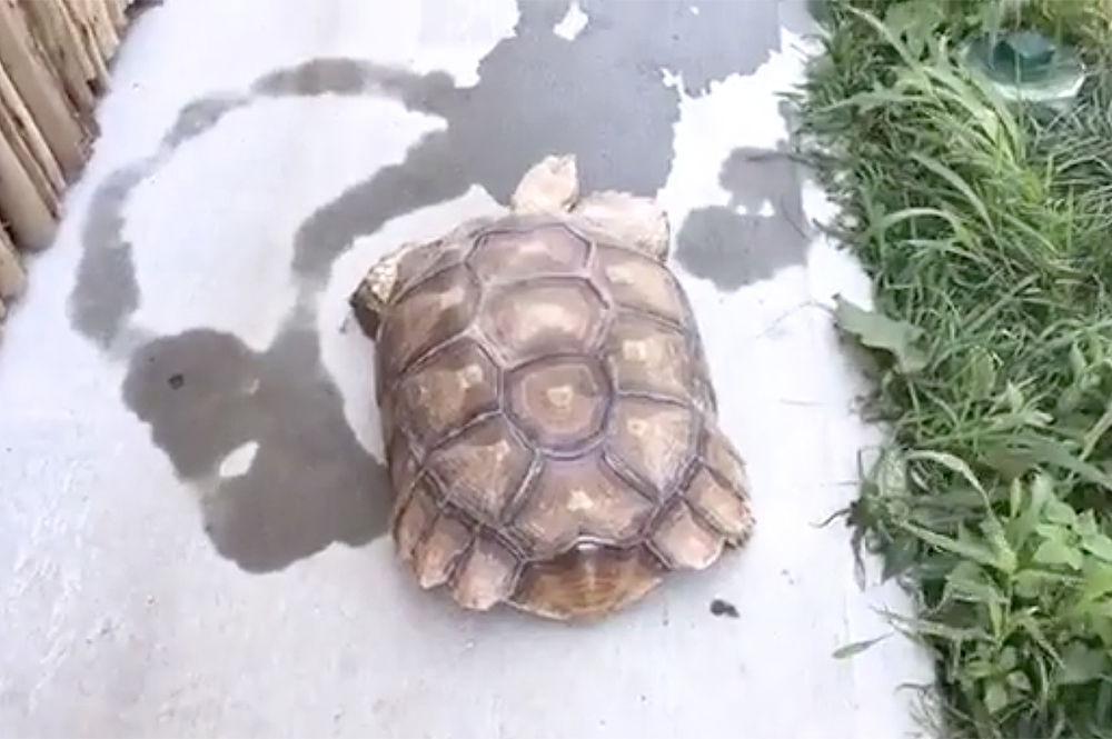 Munch the Tortoise