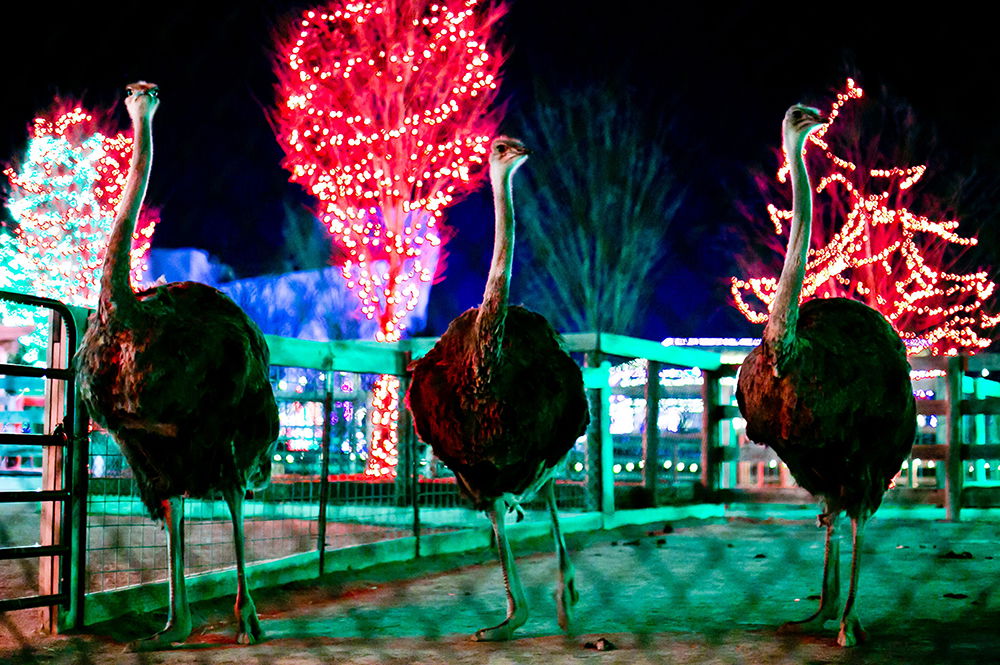 ChristmasTime at the Ark Encounter