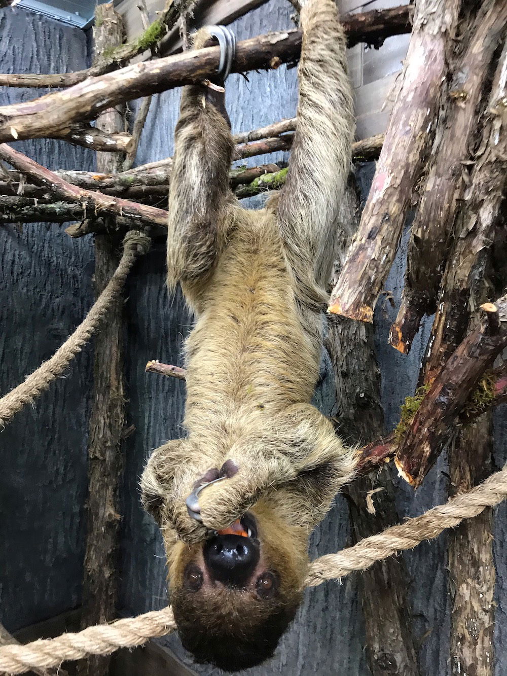 Euthychus Eating