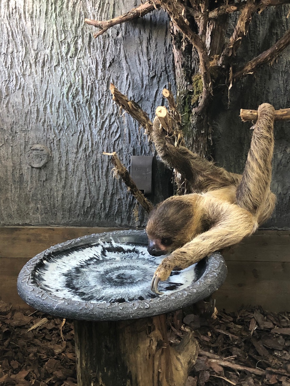 Sloth Drinking