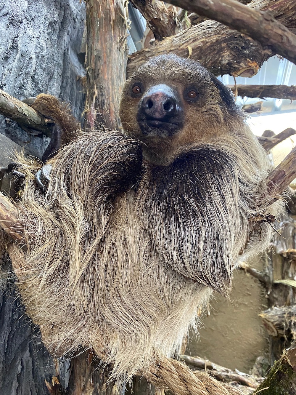 Sloth Sitting