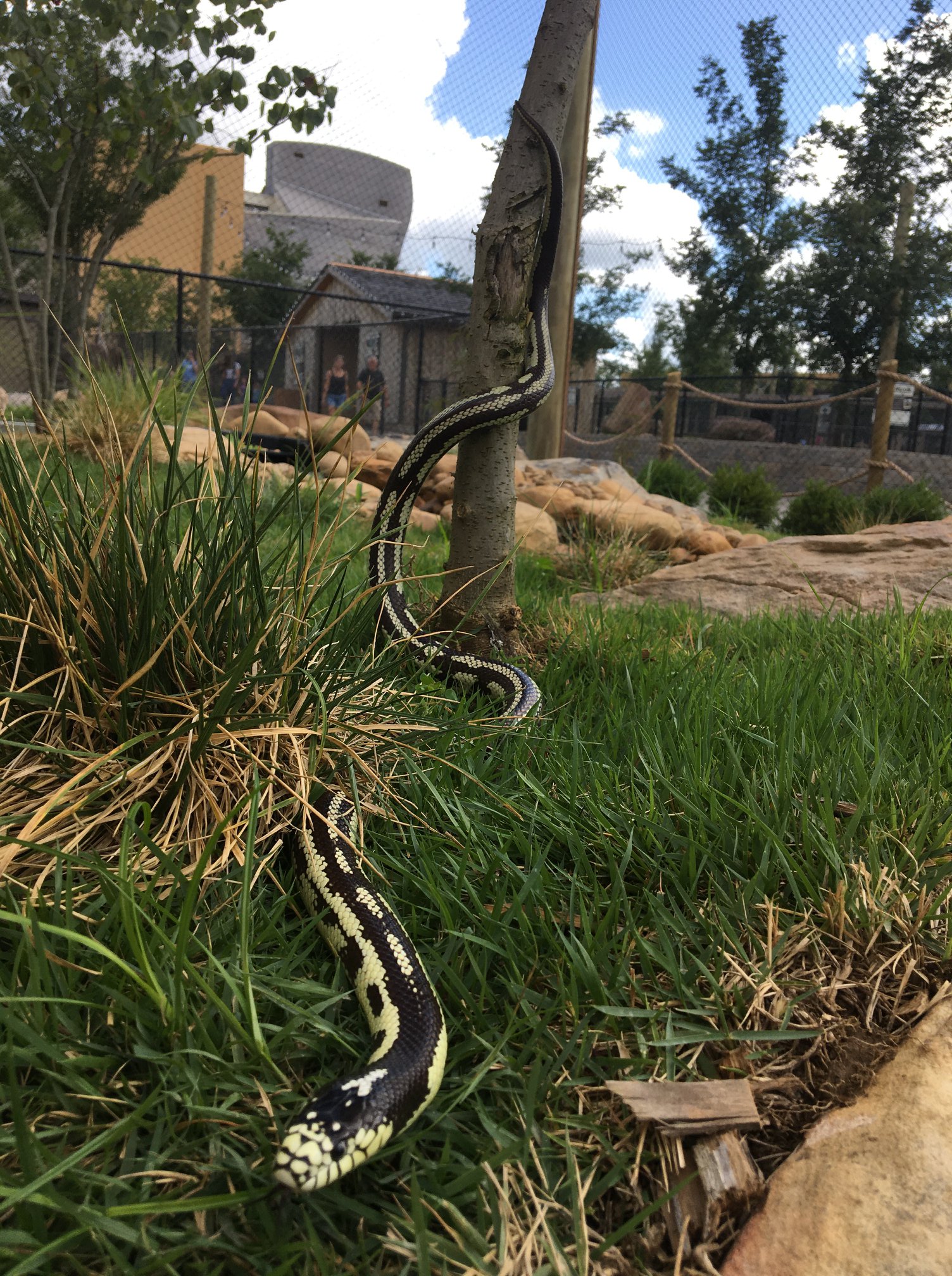 California Kingsnake