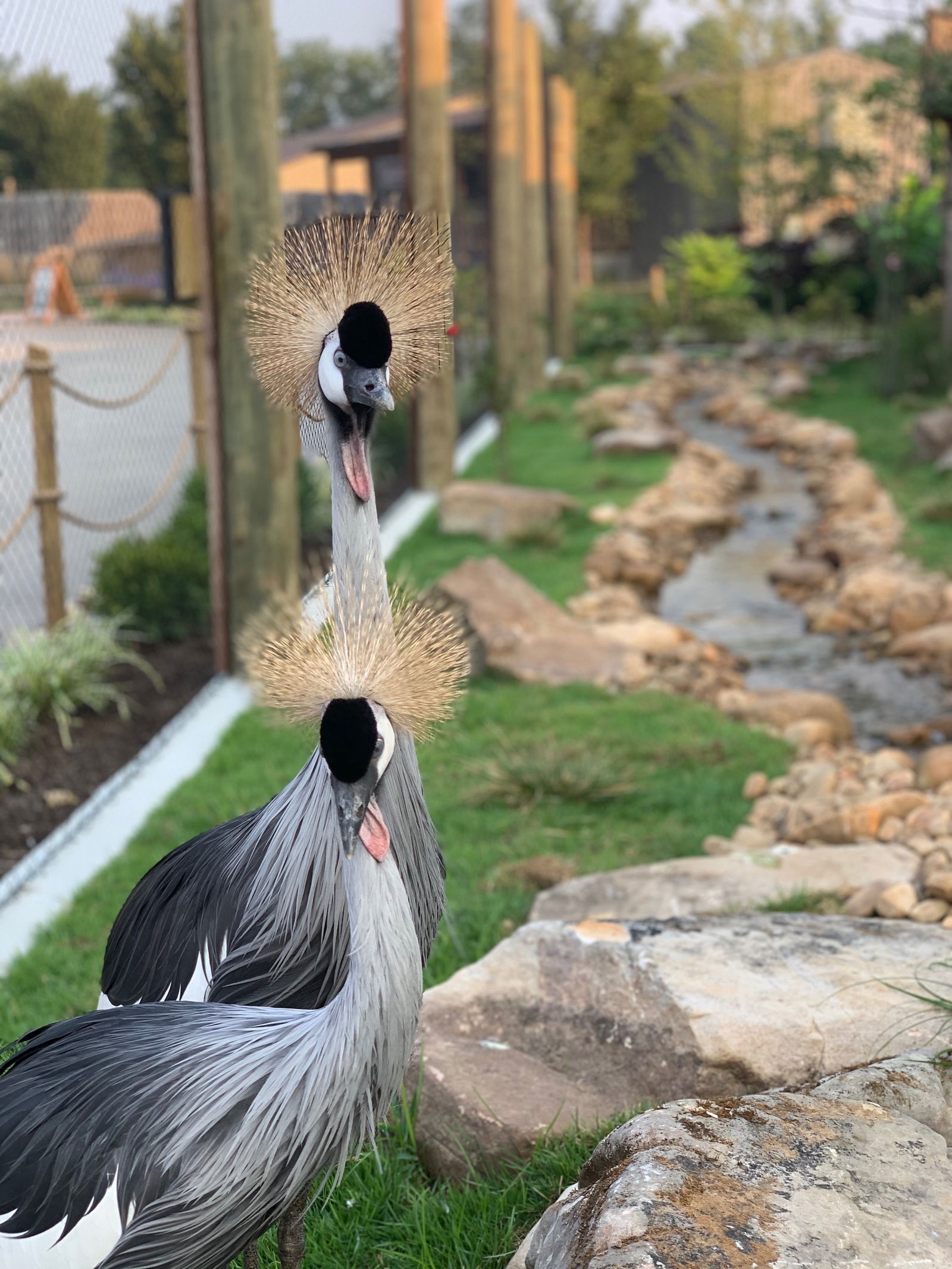 African Crowned Cranes