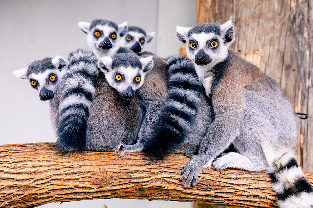 Ring Tailed Lemurs