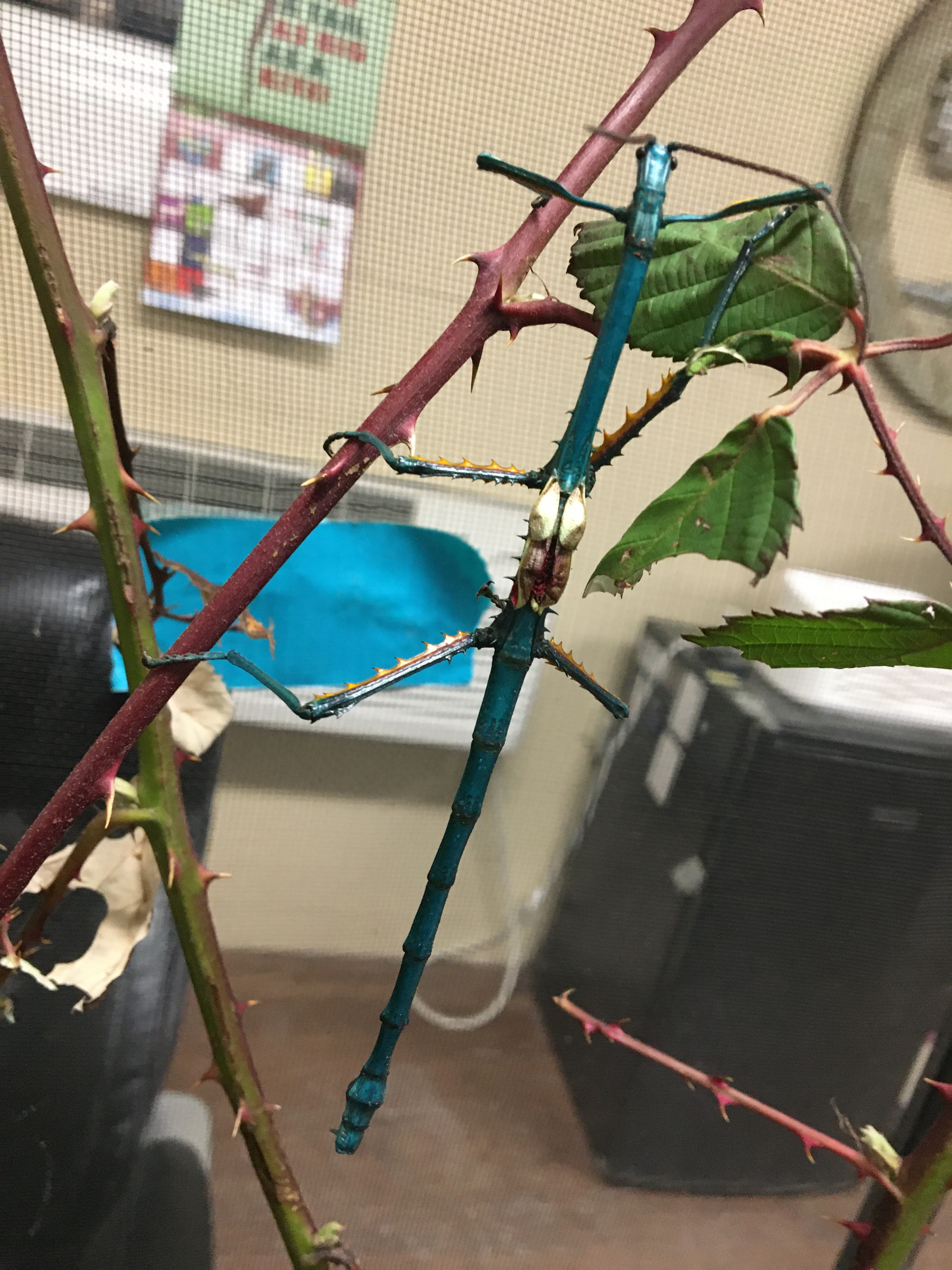 Metallic Stick Insects