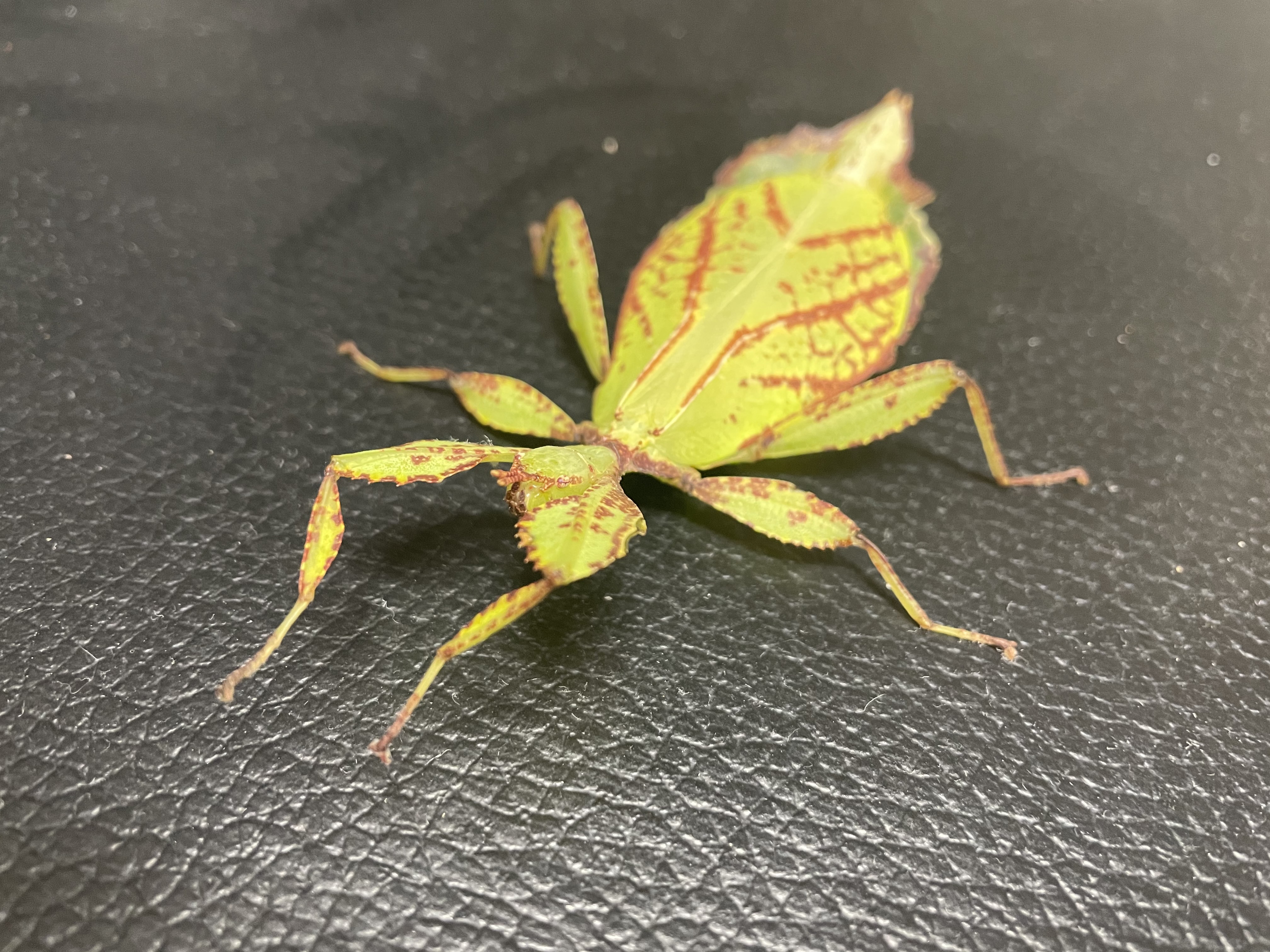 Philippine Leaf Insects