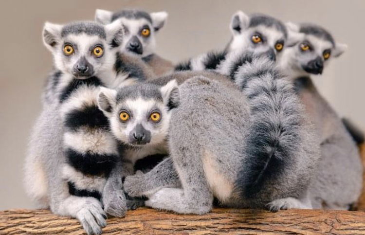 Ring-Tailed Lemurs