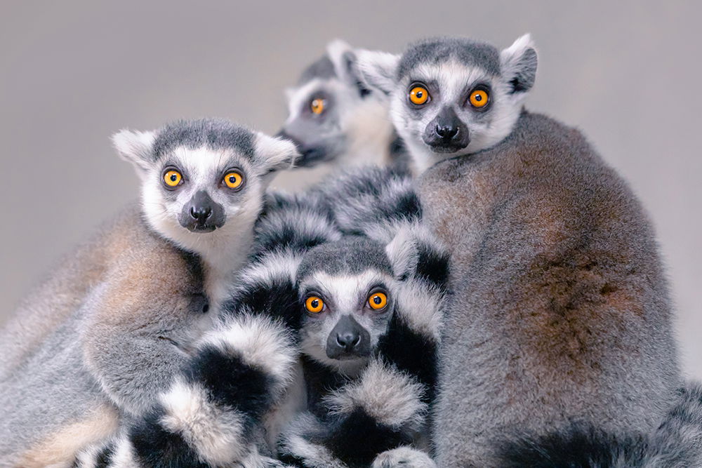 Lemurs