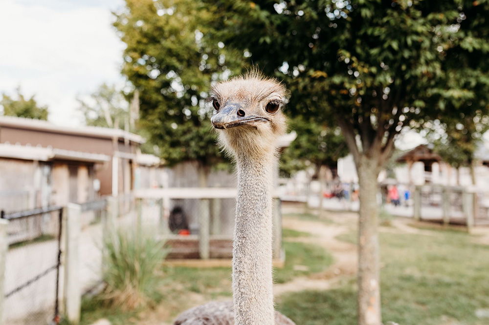 Ark Encounter Ostrich