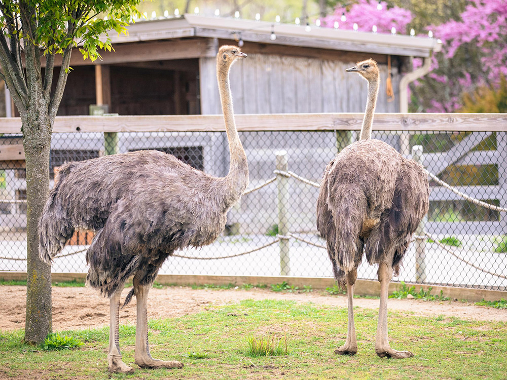 Ark Encounter Ostriches