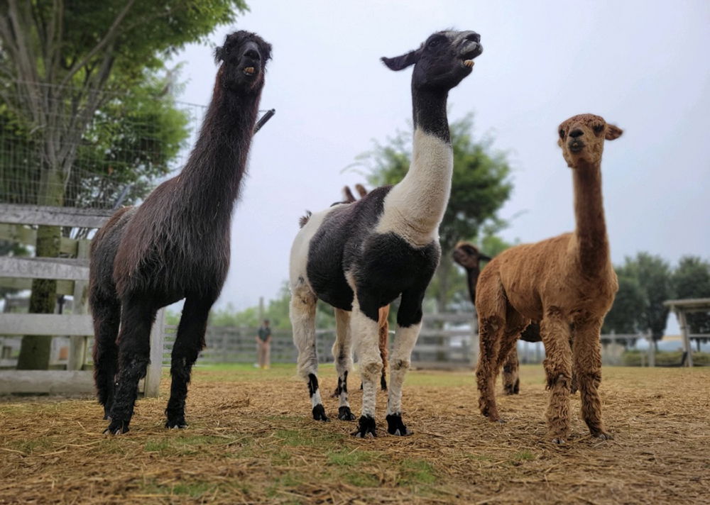 Alpaca Vs Llama Vs Camel