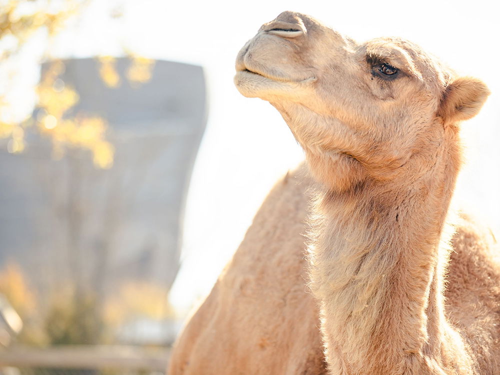 What Two South American Animals Are Related to the Camel? | Ark Encounter