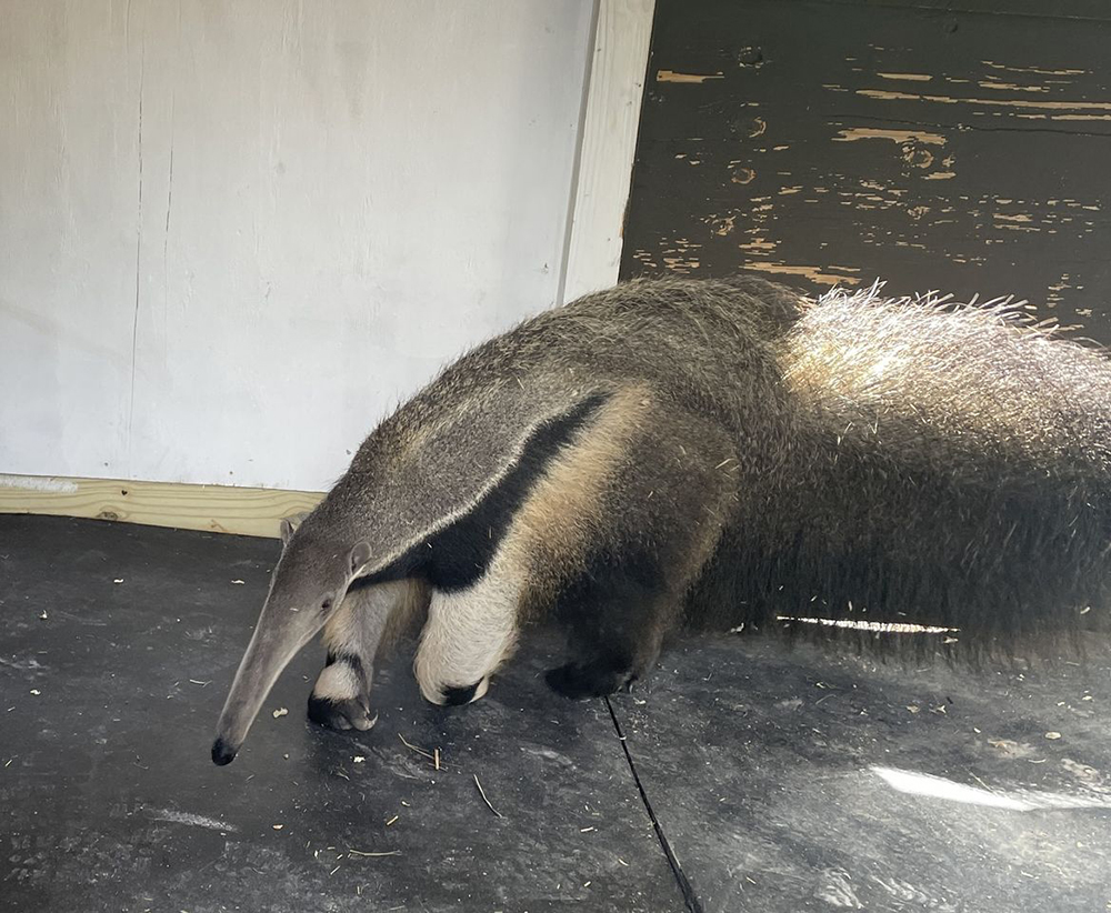 Anteater