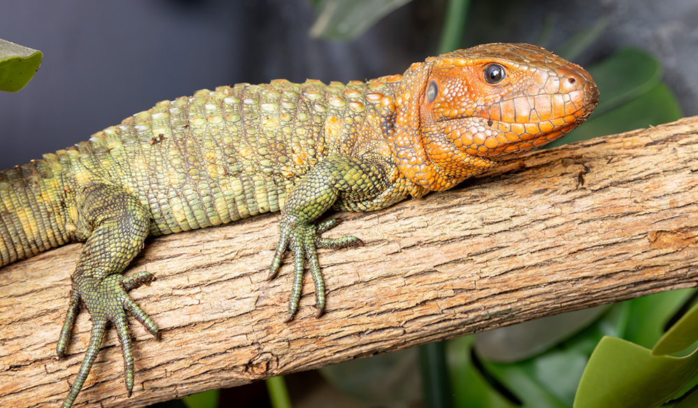 Northern Caiman Lizard