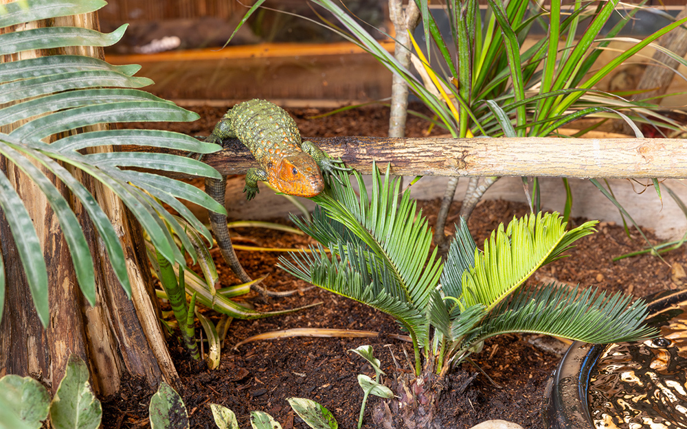 Northern Caiman Lizard