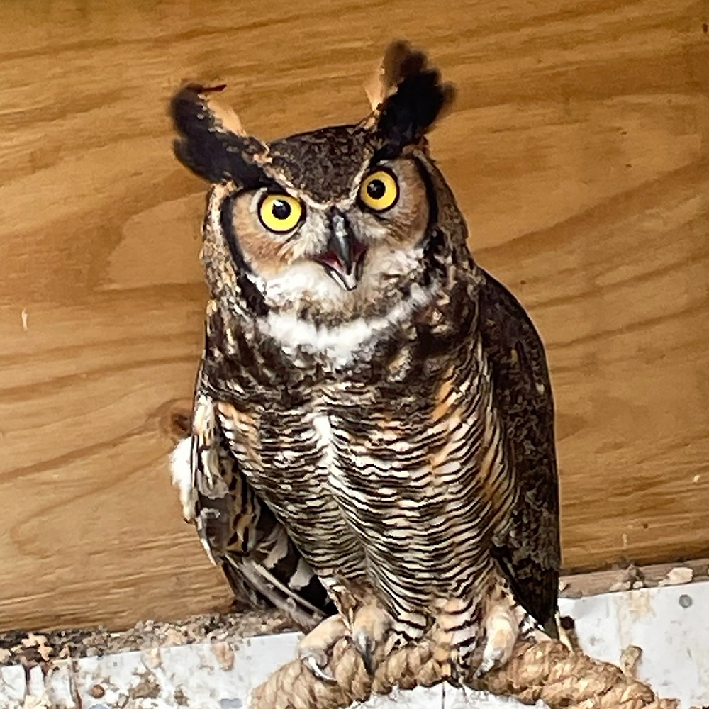 Great Horned Owl