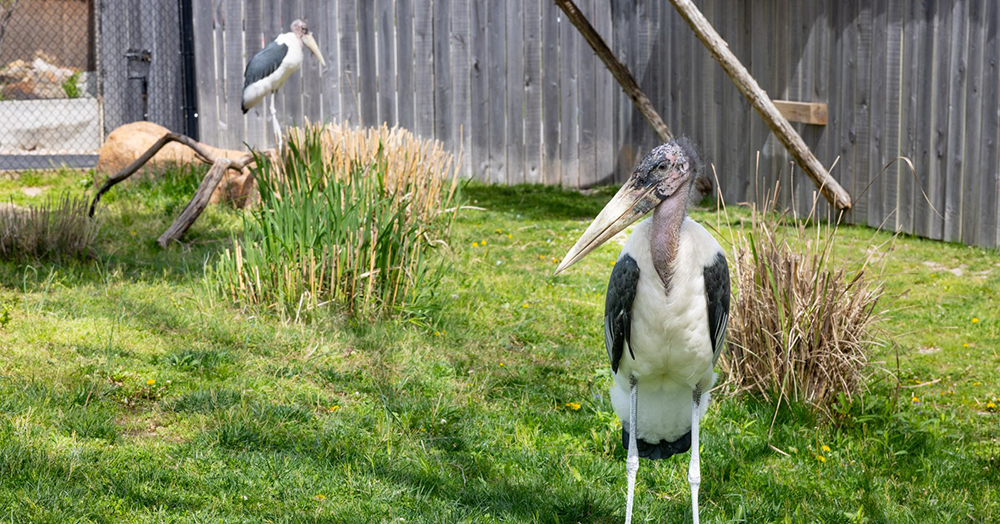 Marabou Storks