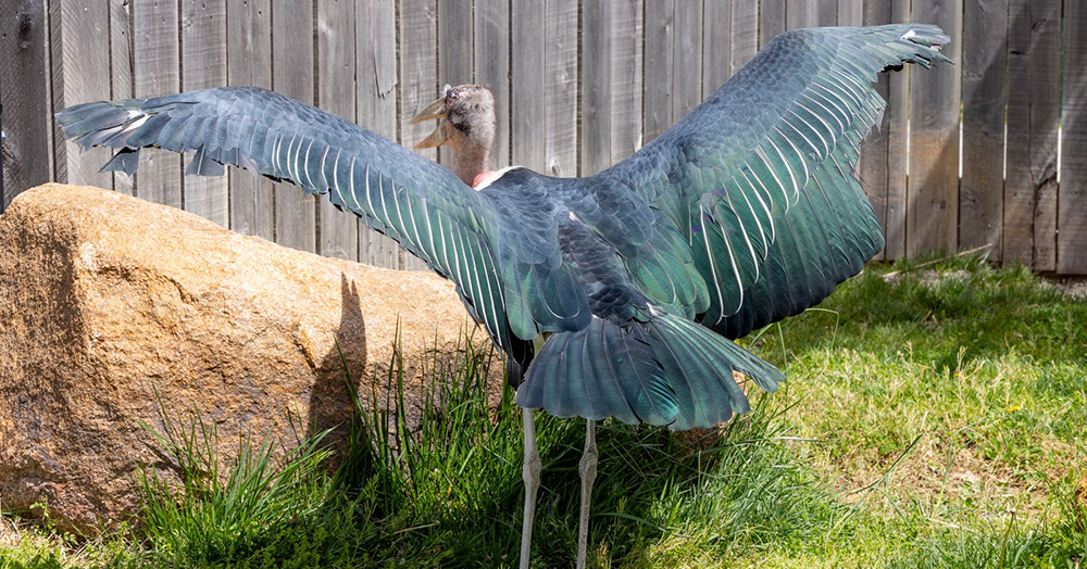 Marabou Storks