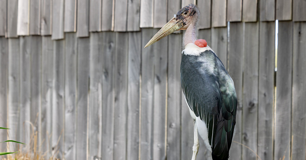 Marabou Storks