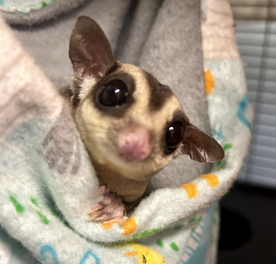 Sugar Glider