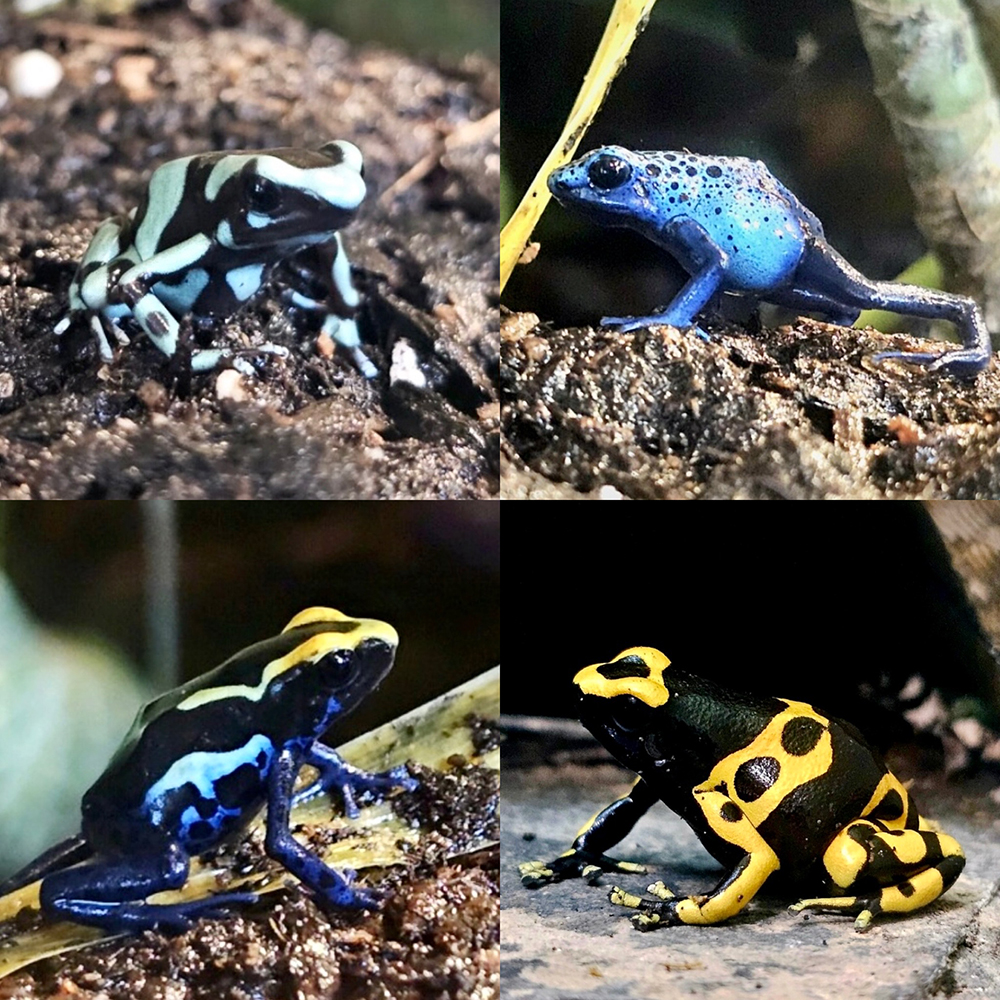 Poison Dart Frogs