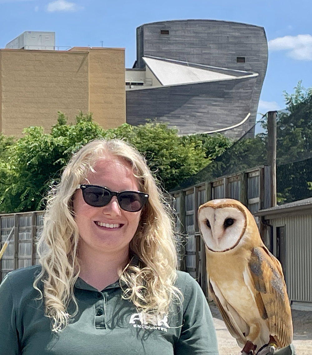 American Barn Owl with Keeper