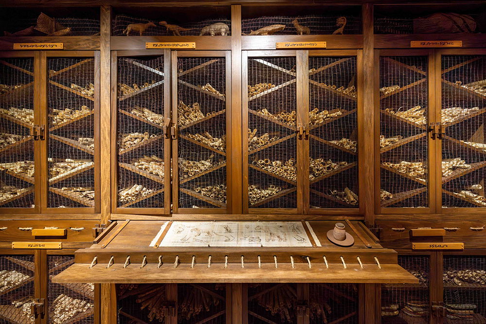 Noah's Library Exhibit