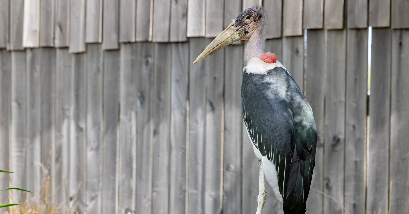 Maribou Stork