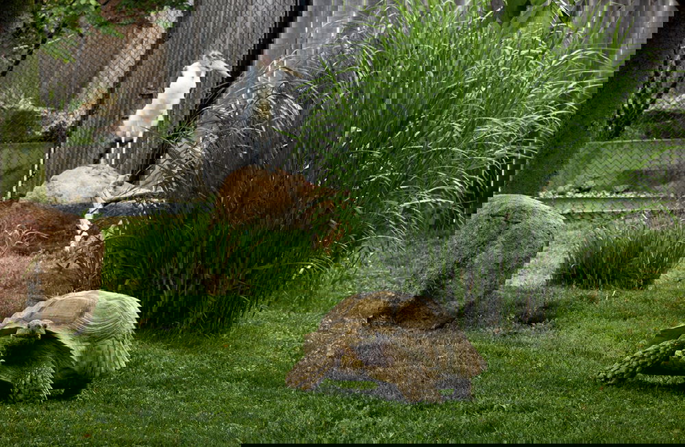 Stork and Tortoise