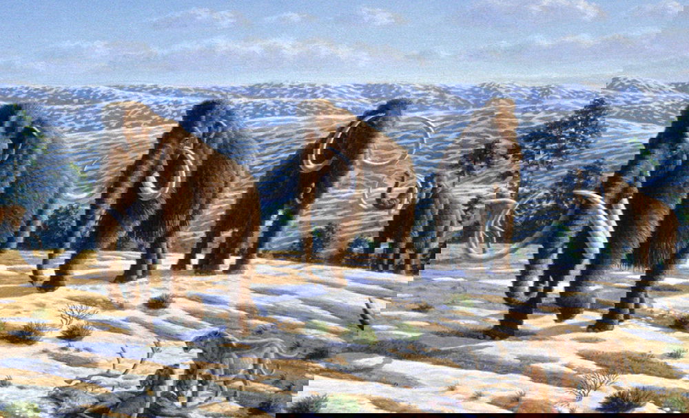 Mammuthus Primigenius