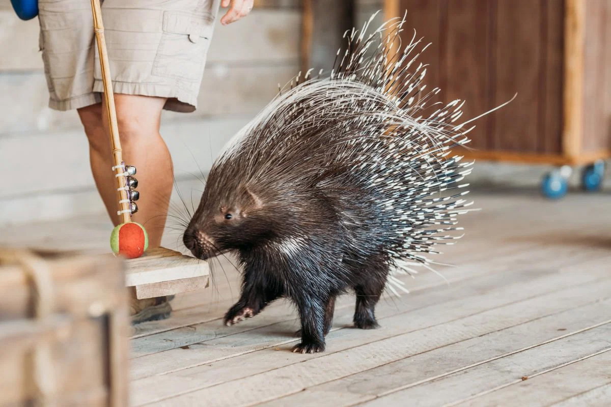 Ararat Ridge Zoo Animal Encounter