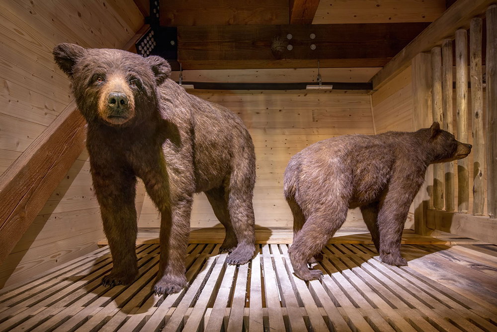 Bear Kind