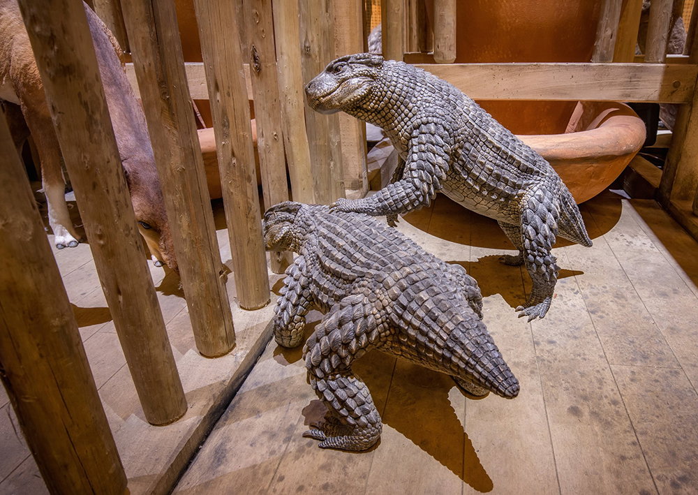 Simosuchus Kind