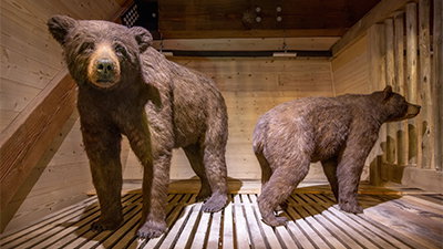 Ark Encounter Blog