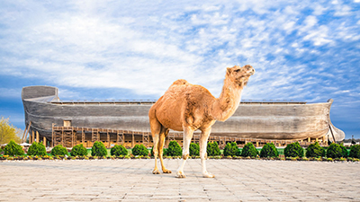 What Two South American Animals Are Related to the Camel?
