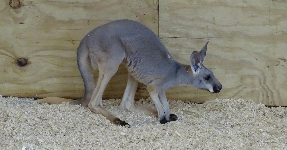 Meet Trinity, the Ark Encounter Joey | Ark Encounter